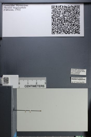 Media type: image;   Entomology 524951